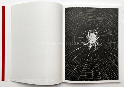 Yurian Quintanas Nobel,Dream Moons Yurian Quintanas Nobel,Dream Moons