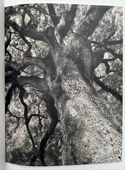 Alice Grou,Nervuras Noturno (Signed and numbered, edt of 500) Alice Grou,Nervuras Noturno (Signed and numbered, edt of 500)