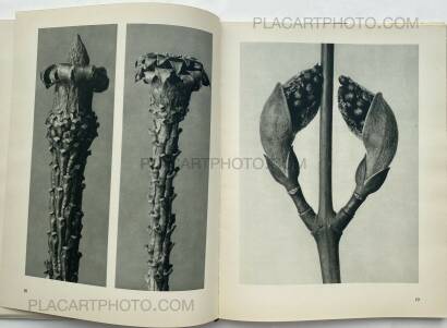 Karl Blossfeldt,Urformen der Kunst