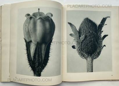 Karl Blossfeldt,Urformen der Kunst