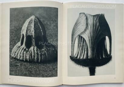 Karl Blossfeldt,Urformen der Kunst Karl Blossfeldt,Urformen der Kunst