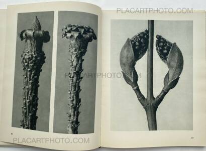 Karl Blossfeldt,Urformen der Kunst Karl Blossfeldt,Urformen der Kunst