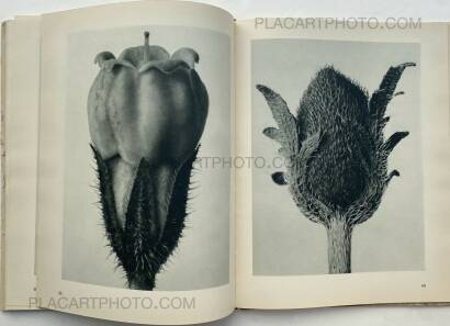 Karl Blossfeldt,Urformen der Kunst Karl Blossfeldt,Urformen der Kunst