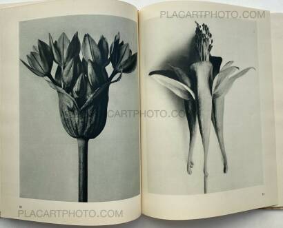 Karl Blossfeldt,Urformen der Kunst Karl Blossfeldt,Urformen der Kunst