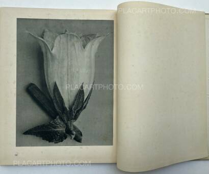 Karl Blossfeldt,Urformen der Kunst Karl Blossfeldt,Urformen der Kunst