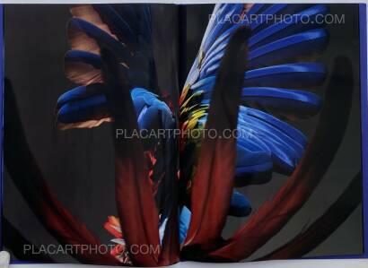 Sølve Sundsbø,Perroquet Sølve Sundsbø,Perroquet