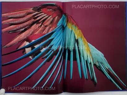 Sølve Sundsbø,Perroquet Sølve Sundsbø,Perroquet