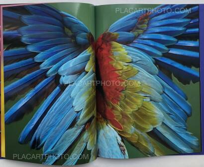 Sølve Sundsbø,Perroquet Sølve Sundsbø,Perroquet