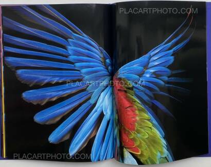 Sølve Sundsbø,Perroquet Sølve Sundsbø,Perroquet