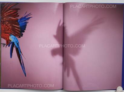 Sølve Sundsbø,Perroquet Sølve Sundsbø,Perroquet