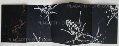 Joanna Epstein,Wasps (edt of 15) Joanna Epstein,Wasps (edt of 15)