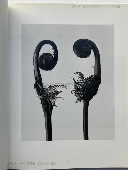 Nobuyoshi Araki,Kain (Shadows of Flowers) Nobuyoshi Araki,Kain (Shadows of Flowers)