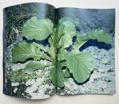 Daisuke Yokota,Plants, midstream of TamaRiver, winter (SIGNED) Daisuke Yokota,Plants, midstream of TamaRiver, winter (SIGNED)