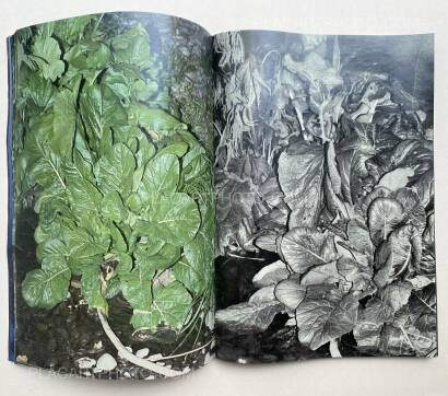 Daisuke Yokota,Plants, midstream of TamaRiver, winter (SIGNED) Daisuke Yokota,Plants, midstream of TamaRiver, winter (SIGNED)